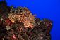 Scorpionfish